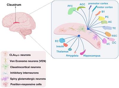 The cognitive dysfunction of claustrum on Alzheimer’s disease: A mini-review